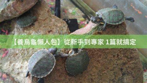 烏龜喜歡吃什麼|【養烏龜懶人包】：從新手到專家，1篇就搞定